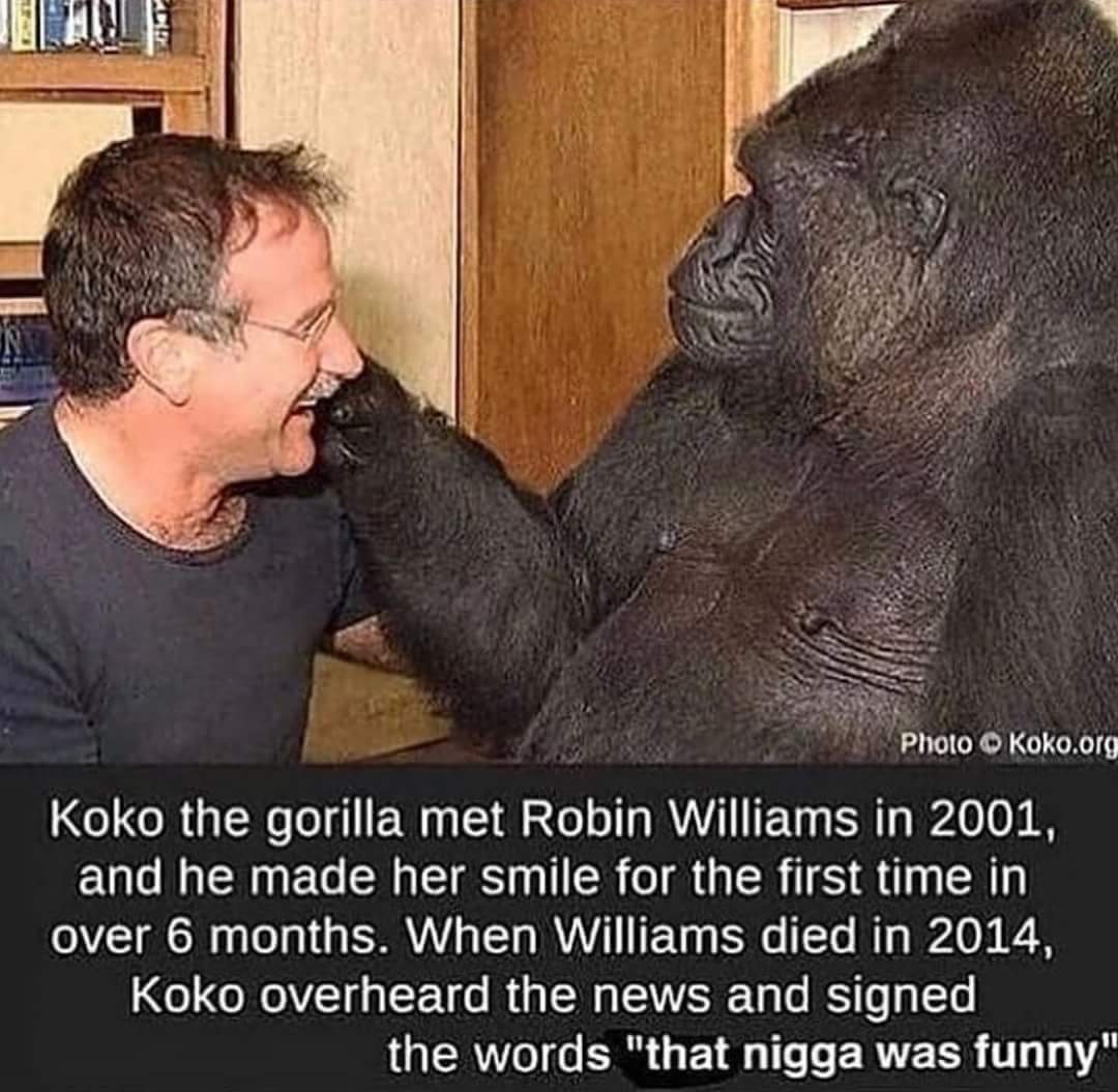 31 H Photo Kokoorg Koko the gorilla met Robin Williams in 2001 and he made her smile for the first time in o o o Tog g SAY g T MVAVAT I T K50 To I o Q2 0 8 o oW eVZT g g Fo1 o I a M g VAT g o Y o T RGO GE I ERECR T TA