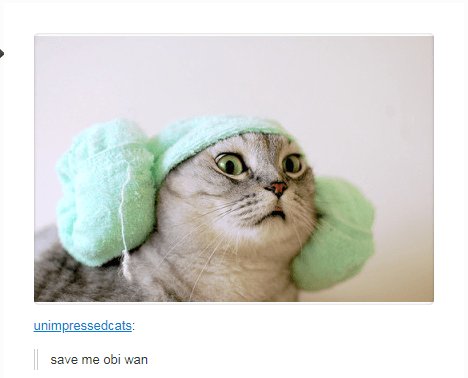 unimpressedcats save me obi wan