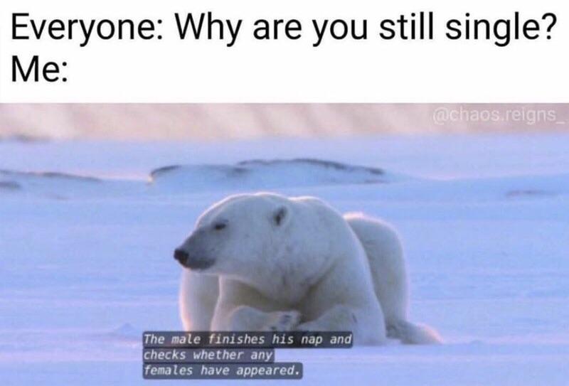 Everyone Why are you still single Me The male finishes his nap an O T T T females have appeared