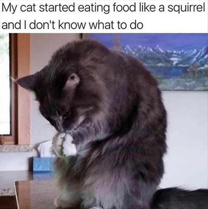 My cat started eating food like a squirrel and dont know what to do