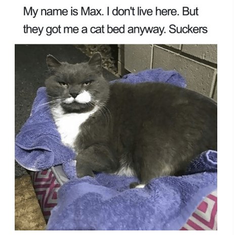My name is Max dont live here But they got me a cat bed anyway Suckers TN