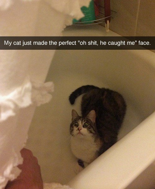 My cat just made the perfect oh shit he caught me face