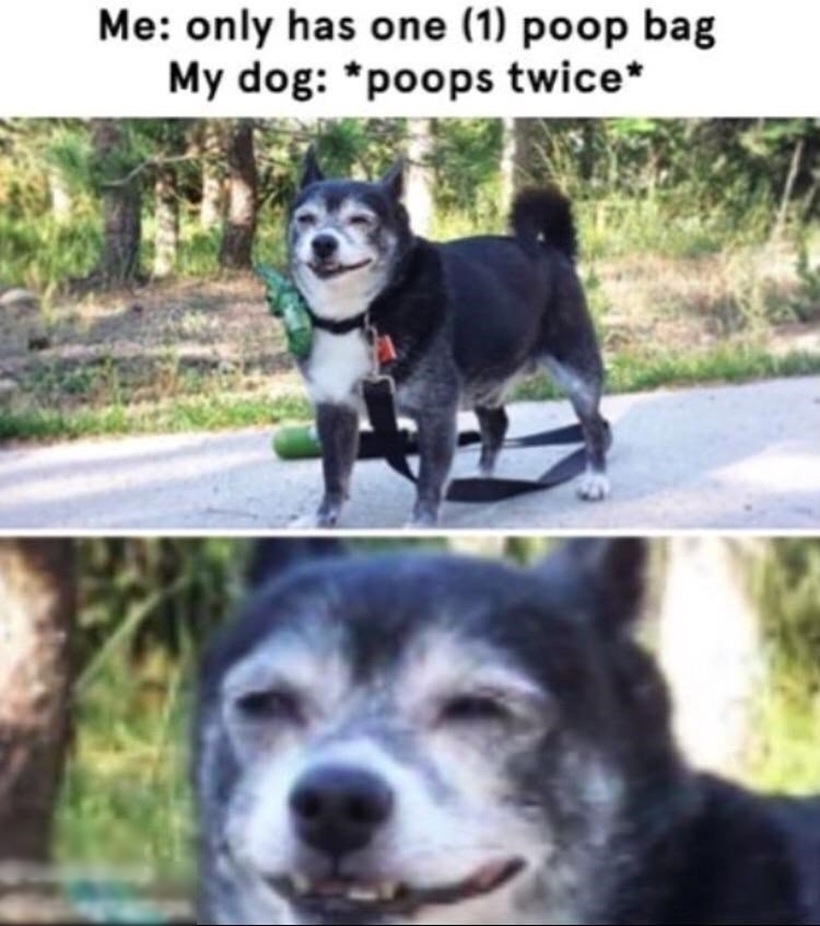 Me only has one 1 poop bag My dog poops twice