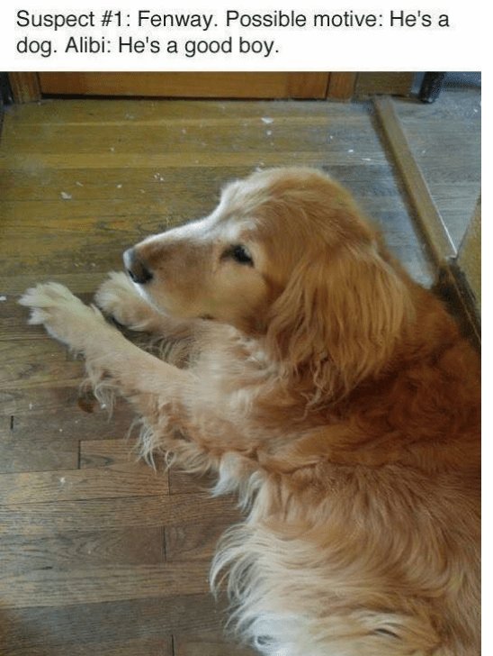 Suspect 1 Fenway Possible motive Hes a dog Alibi Hes a good boy