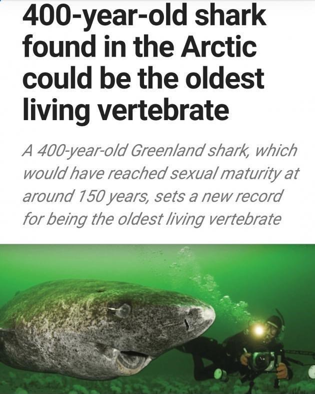 400 year old shark found in the Arctic could be the oldest living vertebrate A 400 year old Greenland shark which would have reached sexual maturity at around 150 years sets a new record for being the oldest living vertebrate