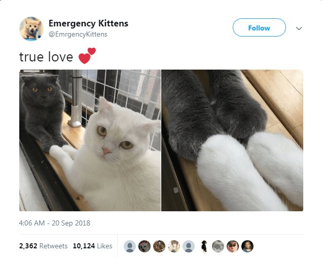 2 4 Emergency Kittens I EmrgencyKittens true love 406 AM 20 Sep 2018 2362 Retweets 10124 Likes