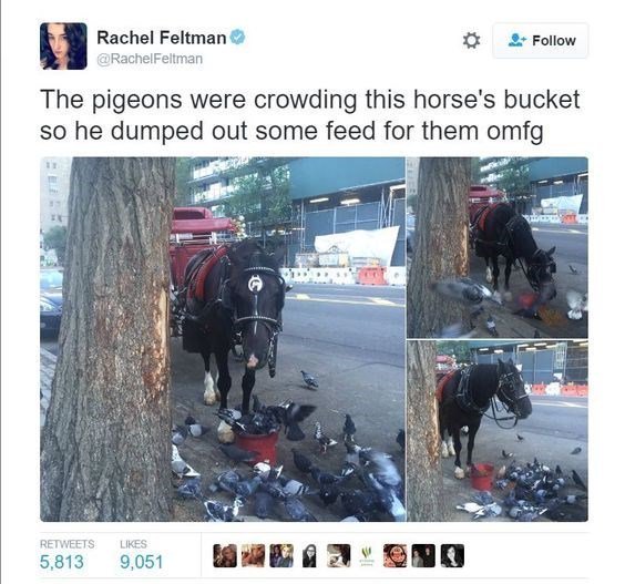 Rachel Feltman Follow The pigeons were crowding this horses bucket so he dumped out some feed for them omfg E LR Rl 14