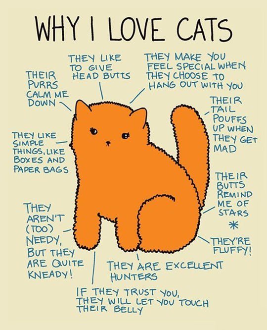 WHY LOVE CATS THEl LKE THEY MAKE Yo VE FEEL SPECIAL wHEM THEIR HEAD BUTTS THEY CHOOSE 1o PURRS ANG OUT Wit CALM ME i i DowN JHER TAIL 52075 WHEN THE Shme THeYicer THINGS LIKE MAD BoxES AND PAPER BAGS THEIR VTS MEMND E OF TL STARS Too NEEDY THEYRE BUT THEY RIUEEL ARE QUITE HE XC A THEY AR EXCEUENT HUNTERS IF THEY TRUST vou THEY WiLL LET Touc SHE BELLbe ou H