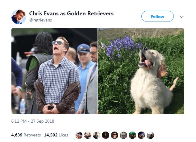 0 Chris Evans as Golden Retrievers woeie W O00DOCW