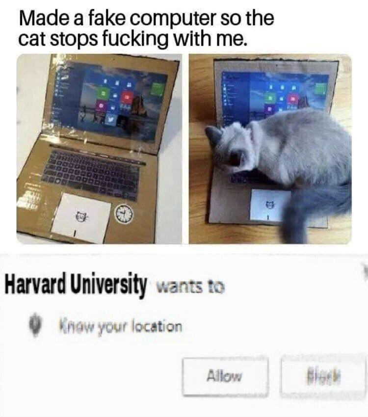 Made a fake computer so the cat stops fucking with me Harvard University wants to o KAaw your location Allow Blish