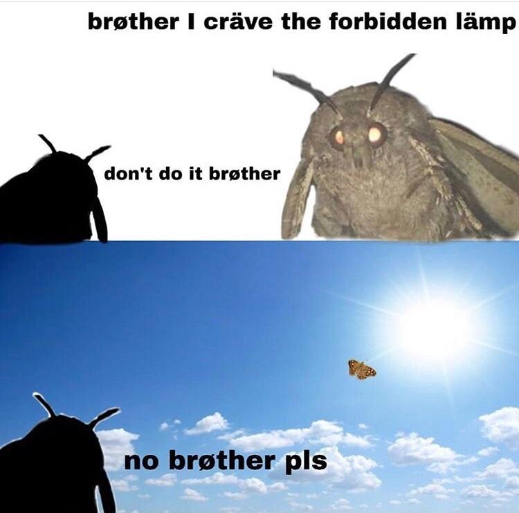 brother crave the forbidden lamp dont do it brgther no brother pls