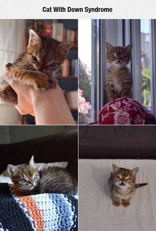 Cat With Down Syndrome