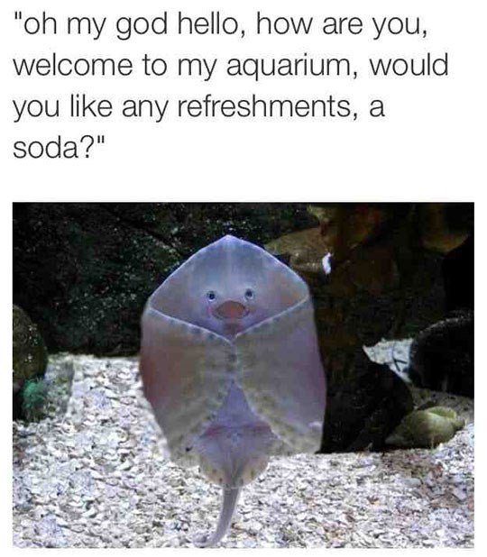 oh my god hello how are you welcome to my aquarium would you like any refreshments a soda