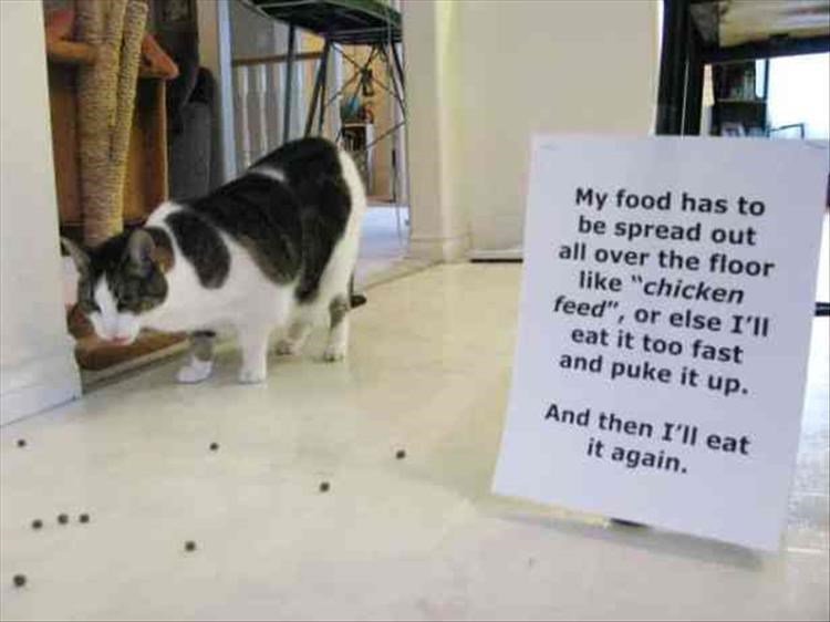 My food has to be spread out all over the floor like chicken feed or else 17y