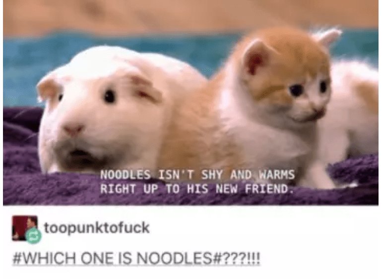 NOODLES ISNT SHY AND WARMS RIGHT UP TO HIS NEW FRIEND Btoopunktofuck WHICH ONE IS NOODLES727