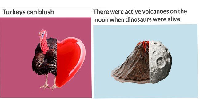 Turkeys can blush There were active volcanoes on the moon when dinosaurs were alive
