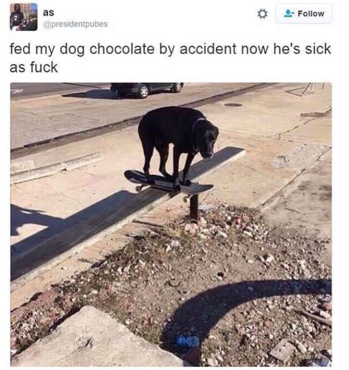 as X 2 Follow fed my dog chocolate by accident now hes sick as fuck