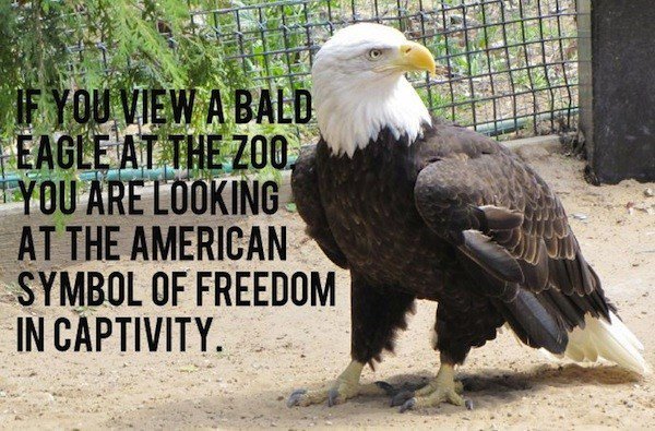 E LOOKING AT THE AMERICAN SYMBOL OF FREEDOM INCAPTIVITY
