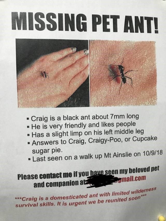 MISSING PET ANT I Craig is a black ant about 7mm long He is very friendly and likes people Has a slight limp on his left middle leg Answers to Craig Craigy Poo or Cupcake sugar pie Last seen on a walk up Mt Ainslie on 10918 Please contact me if you en my I_wlnm pet and companion a mailcom rness nt with limited wildf Craig is a domesticated A be reunited 09 survival skills It is urgent w