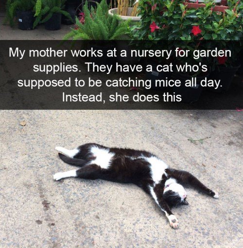 e X i My mother works at a nursery for garden supplies They have a cat whos supposed to be catching mice all day Instead she does this