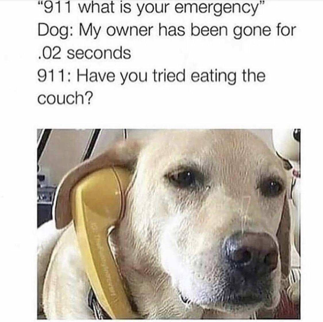 911 what Is your emergency Dog My owner has been gone for 02 seconds 911 Have you tried eating the couch