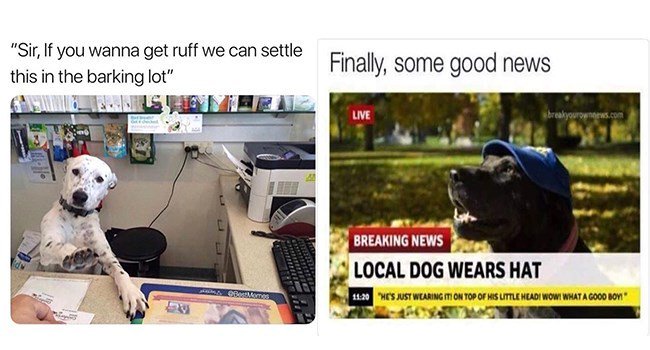 Sir If you wanna get ruff we can settle this in the barking lot e s Finally some good news LOCAL DOG WEARS HAT