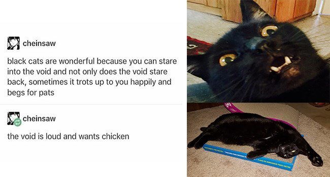 cheinsaw black cats are wonderful because you can stare into the void and not only does the void stare back sometimes it trots up to you happily and begs for pats 3 cheinsaw the void is loud and wants chicken