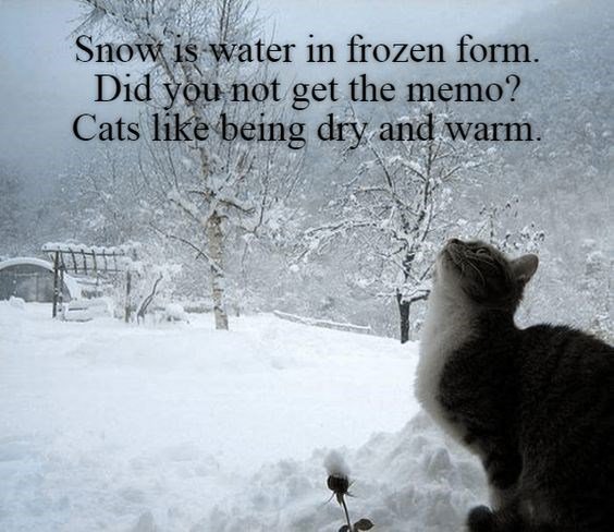 Sno is water in frozen form Did gunot get the memo Cats hkb emg dry and warm Ffr