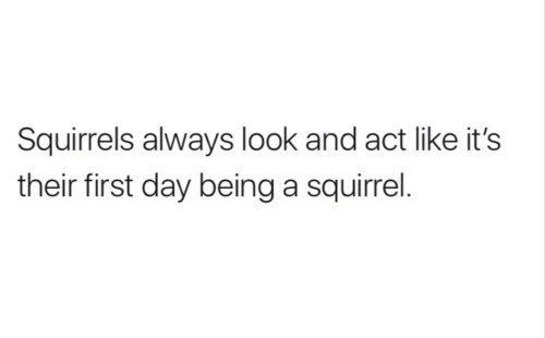 Squirrels always look and act like its their first day being a squirrel