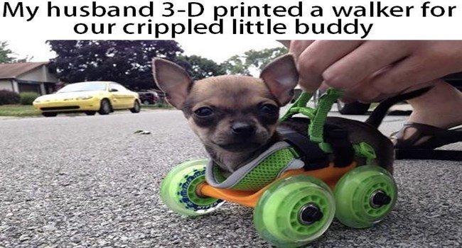 My husband 3 D printed a walker for our crippled little buddy