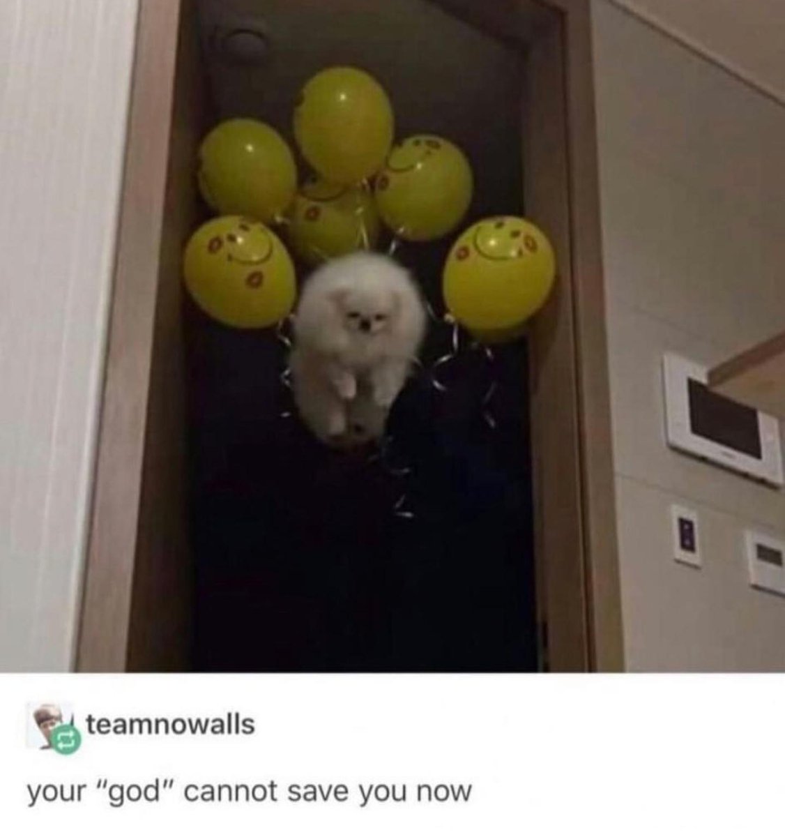 Y teamnowalls your god cannot save you now