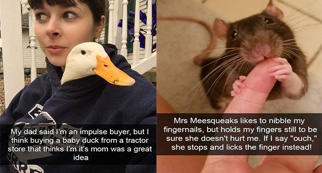 Mrs Meesqueaks likes to nibble my My dad said Im afvimpulse buyer but fingenails but holds my fingers still to be think buying a baby duck from a tractor Sure she doesnt hurt me If say ouch store that thinks m its mom was a great she stops and licks the finger instead B idea E vy