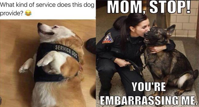 hat kind of service does this dog M 0 M ST 0P7 provide SLTH EA E A P P N 4 VOURE _ y EMBARRASSINGIME