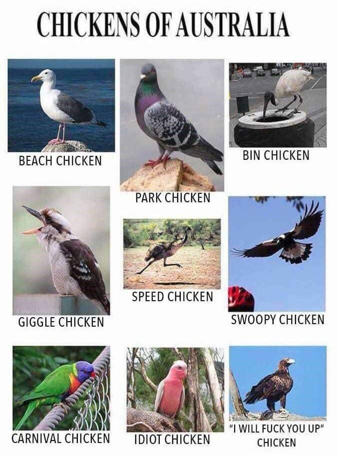 CHICKENS OF AUSTRALIA L SPEED CHICKEN GIGGLE CHICKEN SWOOPY CHICKEN b i LSS 4 Pl WILL FUCK YOU UP CARNIVAL CHICKEN IDIOTCHICKEIT CHICKEN