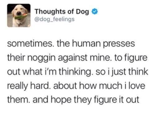 4 Thoughts of Dog dog_feelings sometimes the human presses their noggin against mine to figure out what im thinking so i just think really hard about how much i love them and hope they figure it out