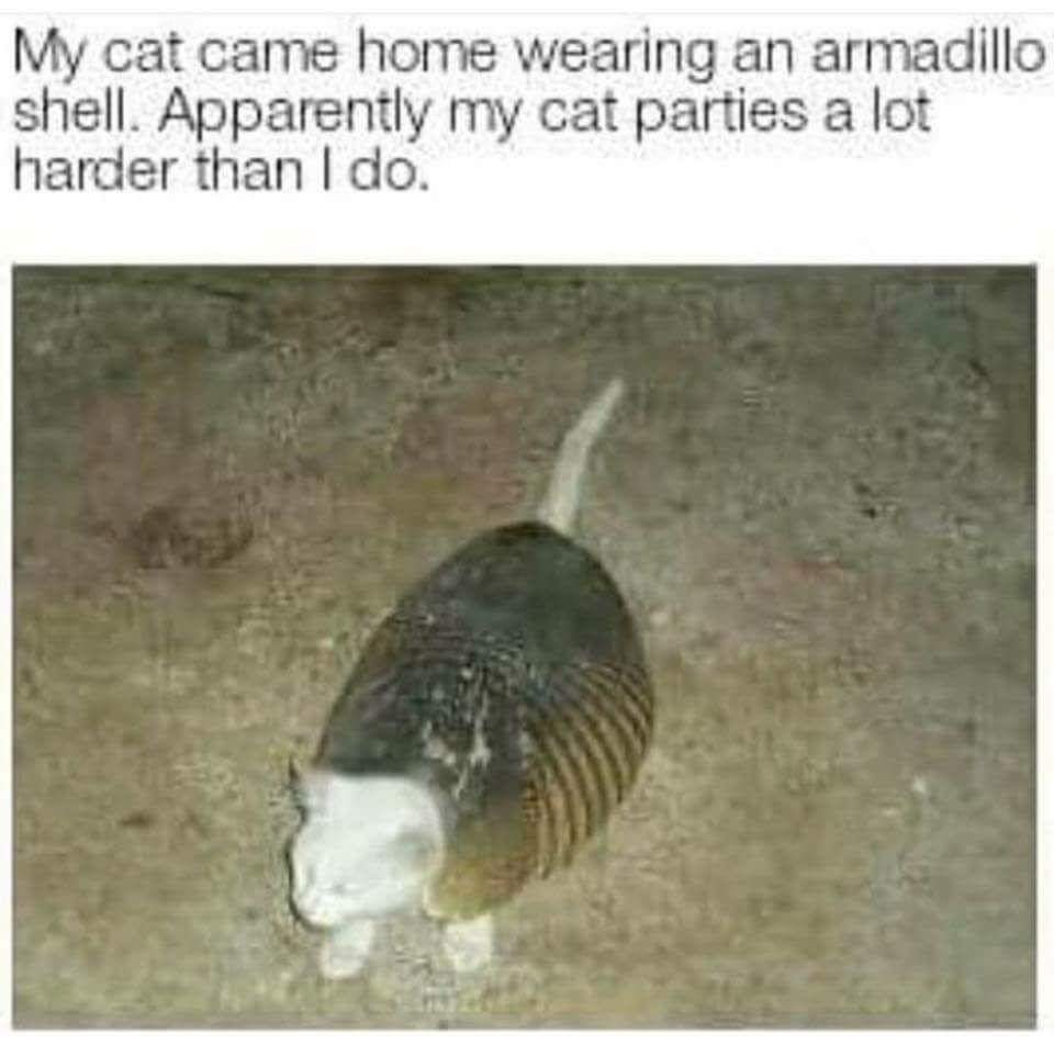 My cat came home wearing an armadillo shell Apparently my cat parties a lot harder than do