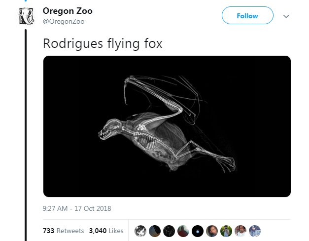 i OregonZoo A8 eoregonzeo Rodrigues flying fox o DOOGO0OPD