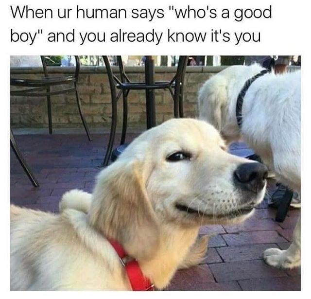 When ur human says whos a good boy and you already know its you