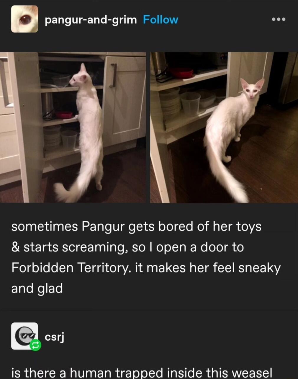 n pangur and grim Follow oo sometimes Pangur gets bored of her toys starts screaming so open a door to Forbidden Territory it makes her feel sneaky ELleNeEL is there a human trapped inside this weasel