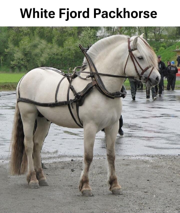 White Fjord Packhorse