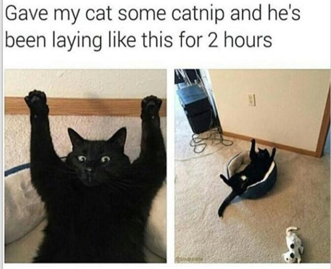 Gave my cat some catnip and hes been laying like this for 2 hours