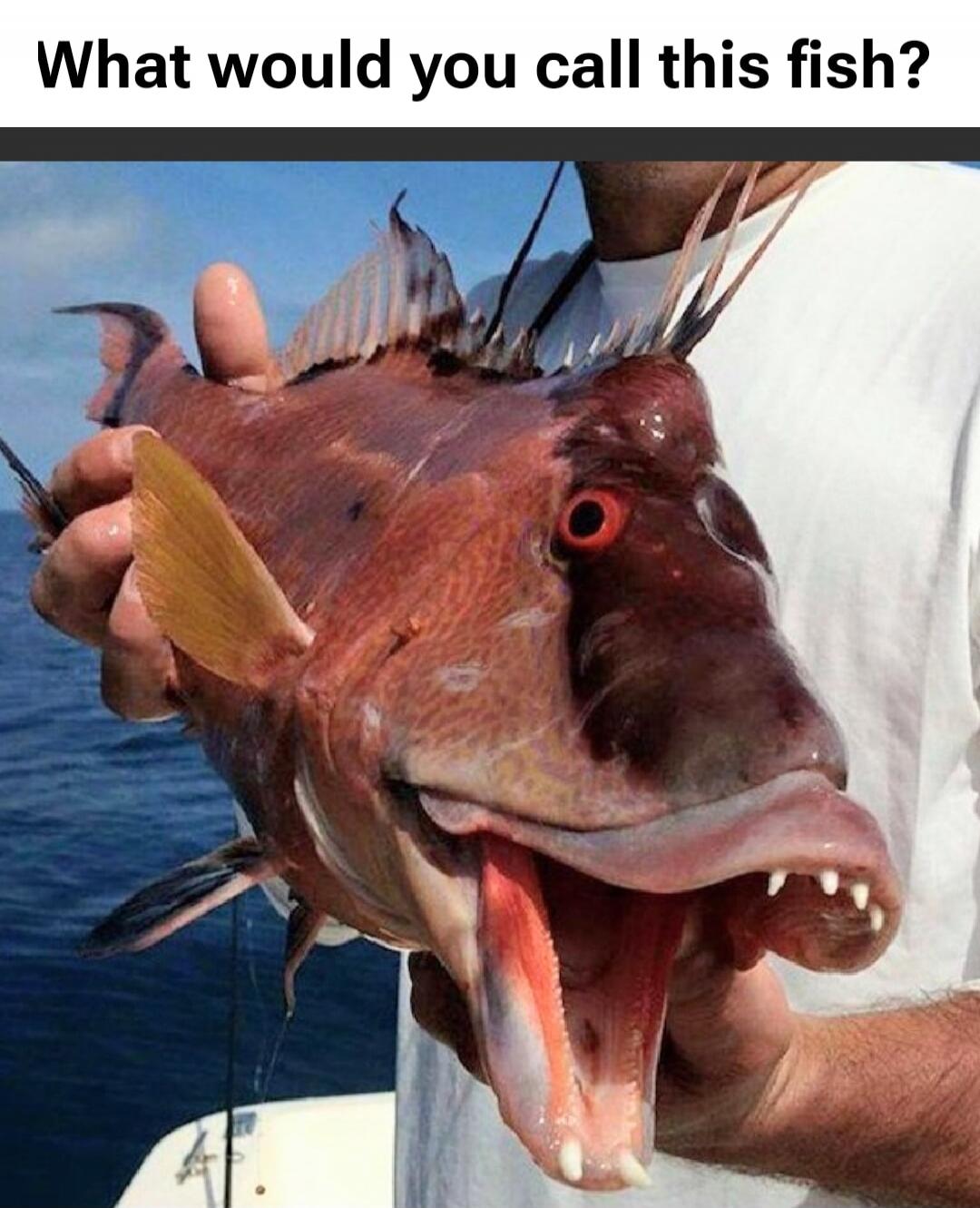 What would you call this fish?