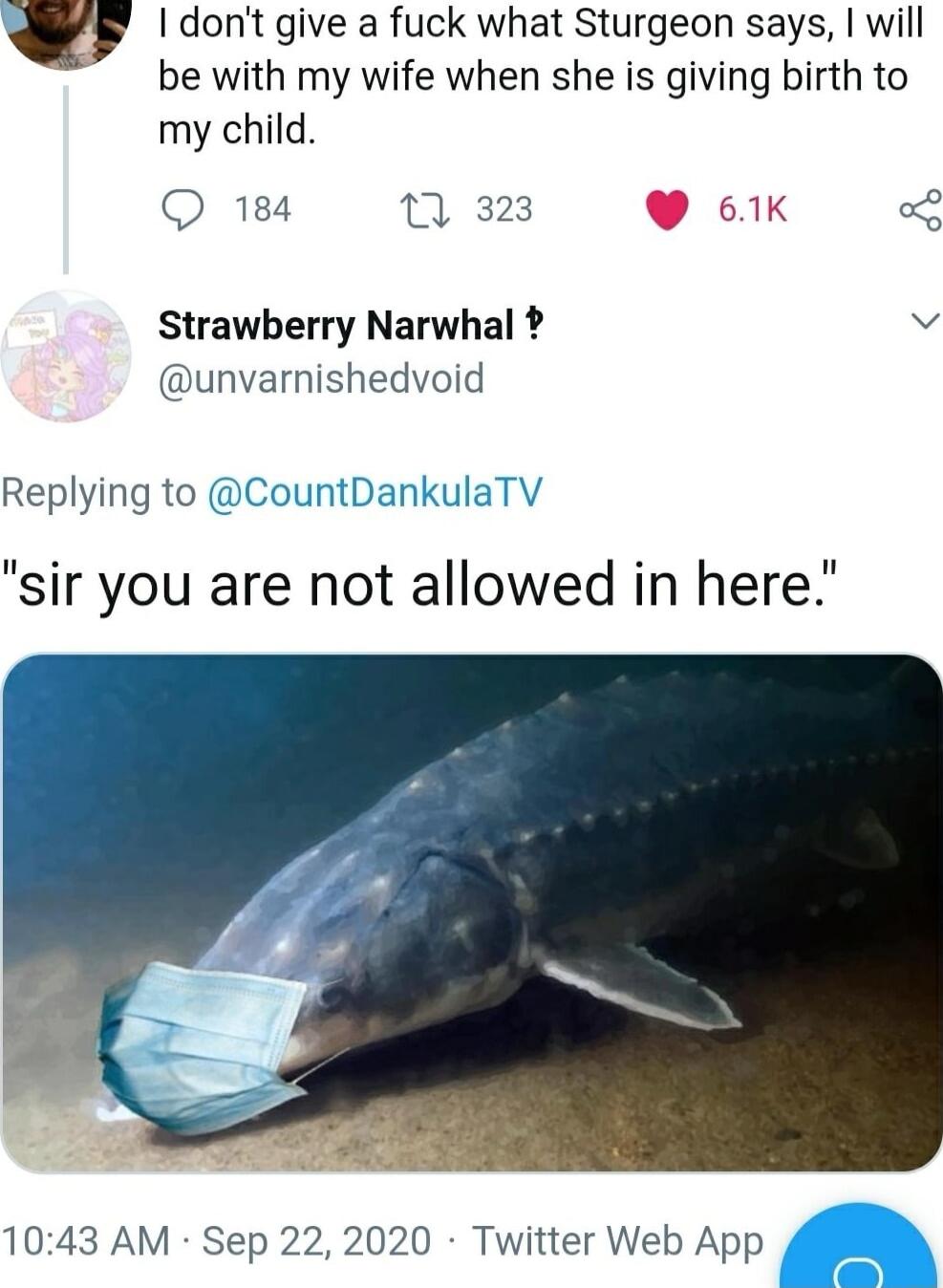 dont give a fuck what Sturgeon says will be with my wife when she is giving birth to my child Q 184 0 323 61K o Strawberry Narwhal s unvarnishedvoid Replying to CountDankulaTV sir you are not allowed in here 1043 AM Sep 22 2020 Twitter Web App