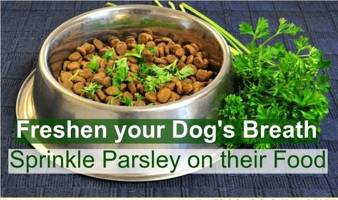 Freshen your Dogs Breath Sprinkle Parsley on their Food