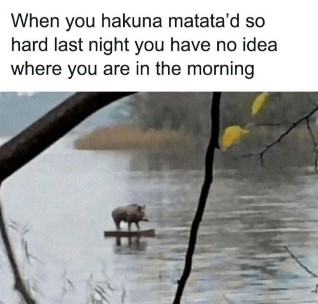 When you hakuna matata'd so hard last night you have no idea where you are in the morning