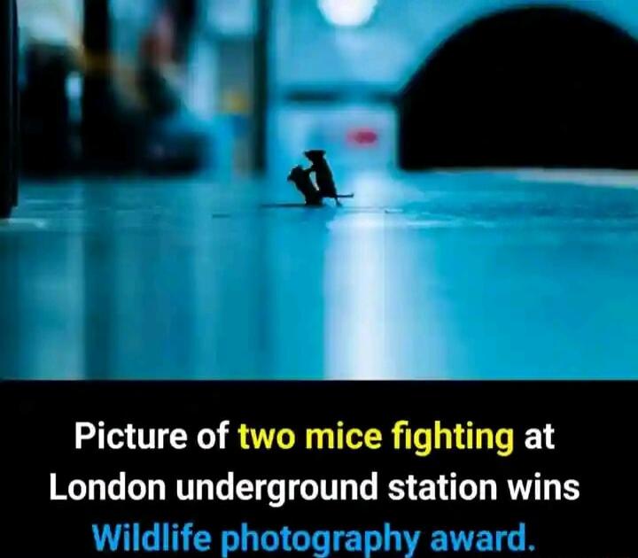 Picture of two mice fighting at London underground station wins