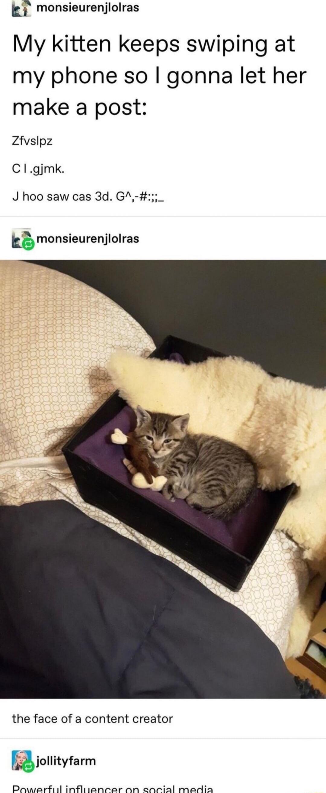 gi monsieurenjlolras My kitten keeps swiping at my phone so gonna let her make a post Zfvslpz Clgjmk J hoo saw cas 3d GA _ monsieurenjlolras the face of a content creator nioll ityfarm D it v it
