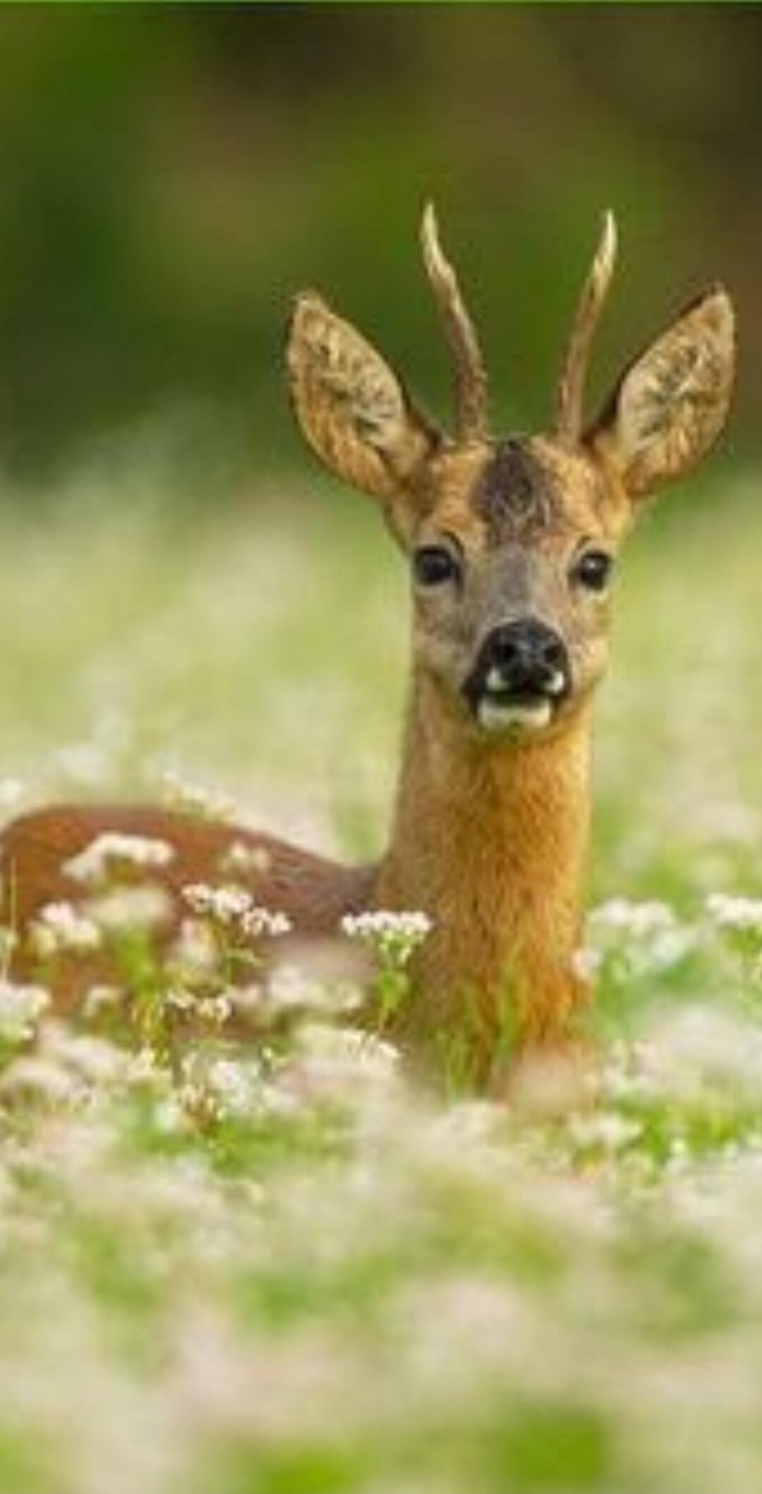 A young deer peeking through a field of white wildflowers, looking toward the camera.