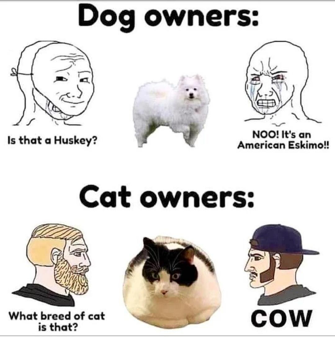 Dog owners NOO Its an Is that a Huskey American Eskimo Cat owners What breed of cat is that COW