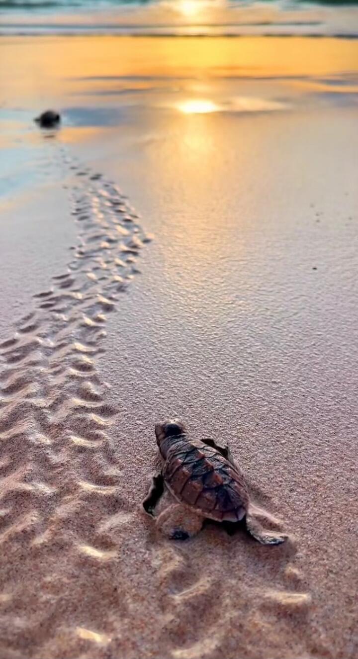 Two baby sea turtles crawling on a sandy beach at sunset, leaving tracks behind them.